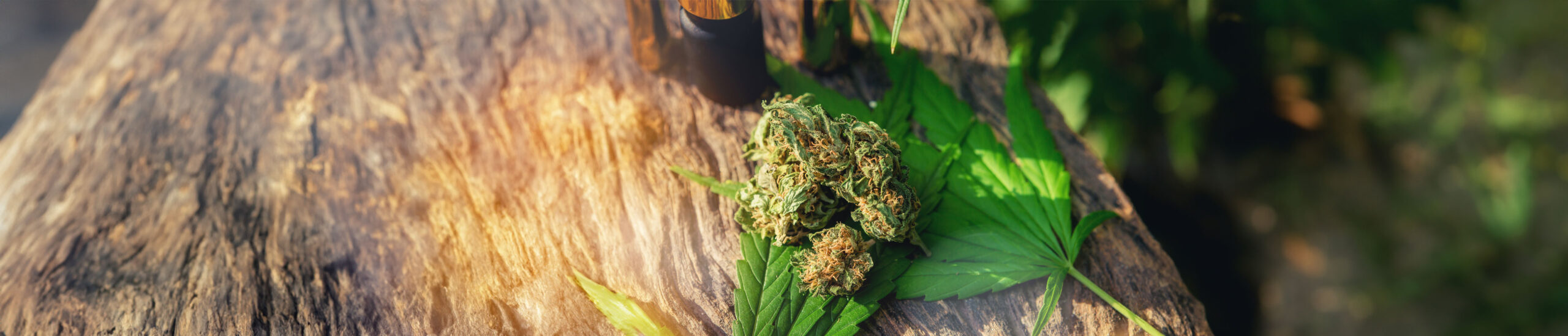 Medizinisches Cannabis