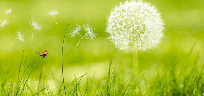 Allergie – jetzt aktiv werden